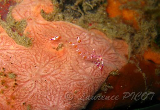 Periclimenes venustus (1).jpg